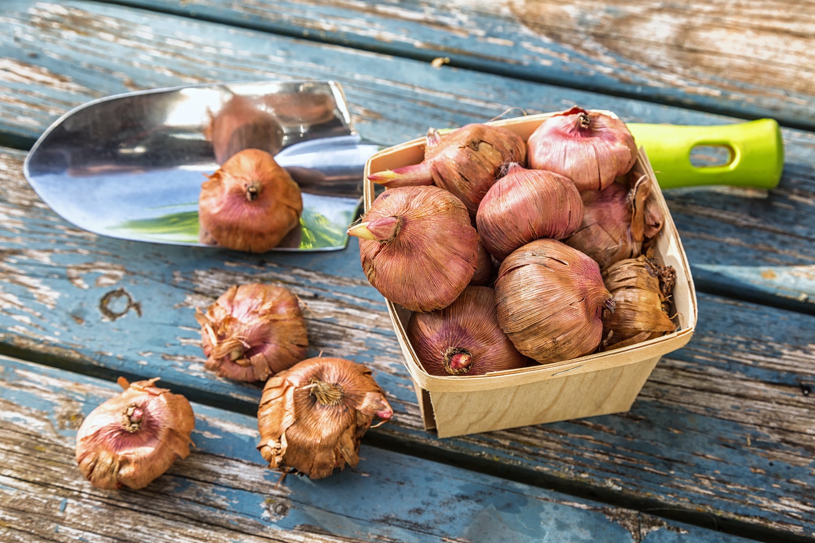 Panier de bulbes de glaïeuls prêts à être plantés. © V. J. Matthew, Adobe Stock